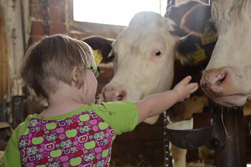 Picture of a child living with a disability patting a cow