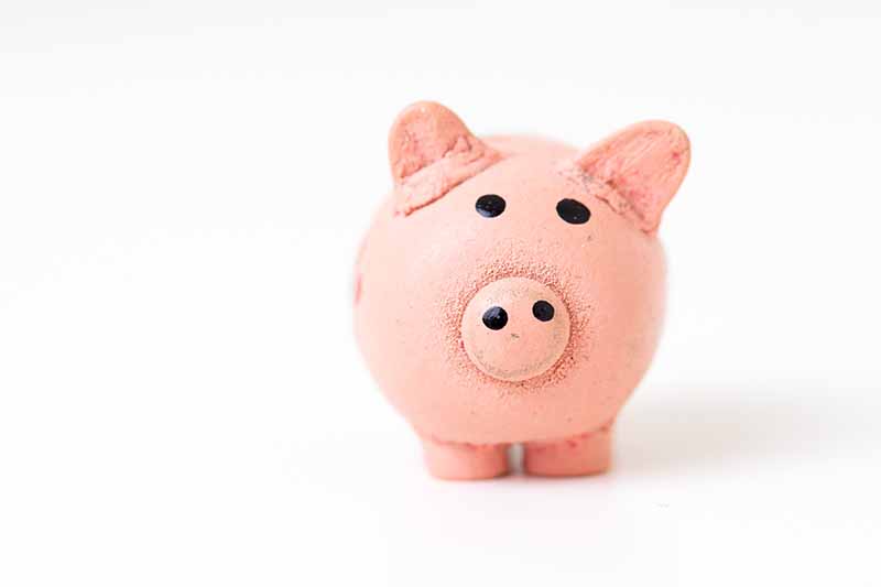 Picture of a white background with a pink piggy bank