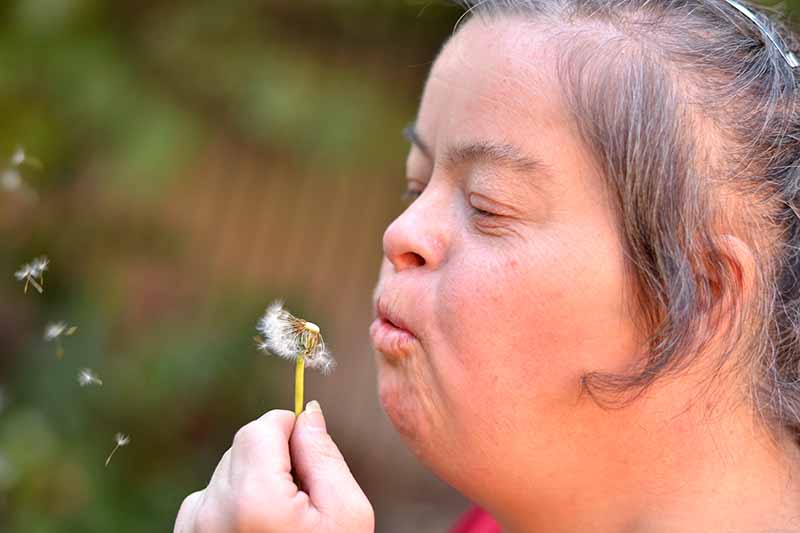 Girl blowing a dandelion flower and making a wish